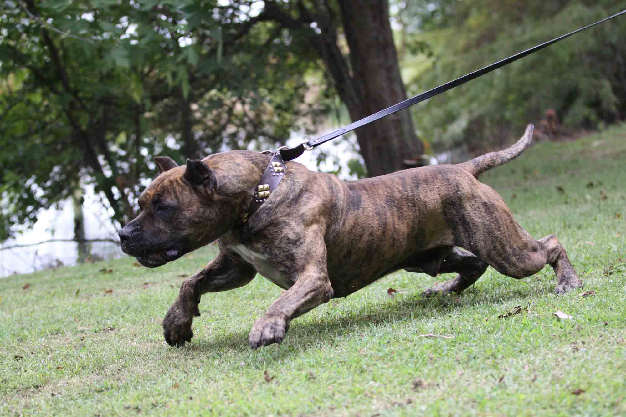 Cabeza Grande Kennel Presa Canario Breeders In Pocahontas Il