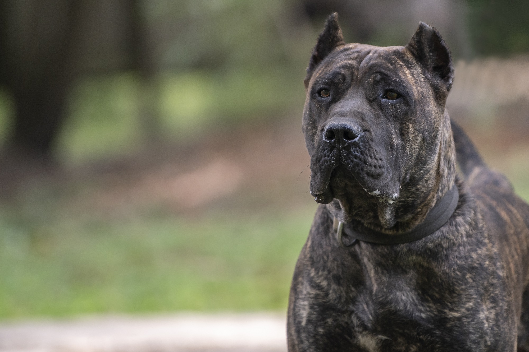 Presa Canario