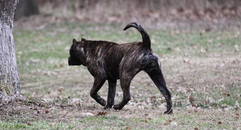 Presa Canario Female