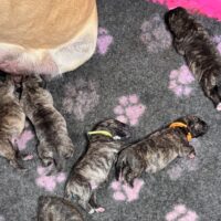 Image1(1)(4) Resized